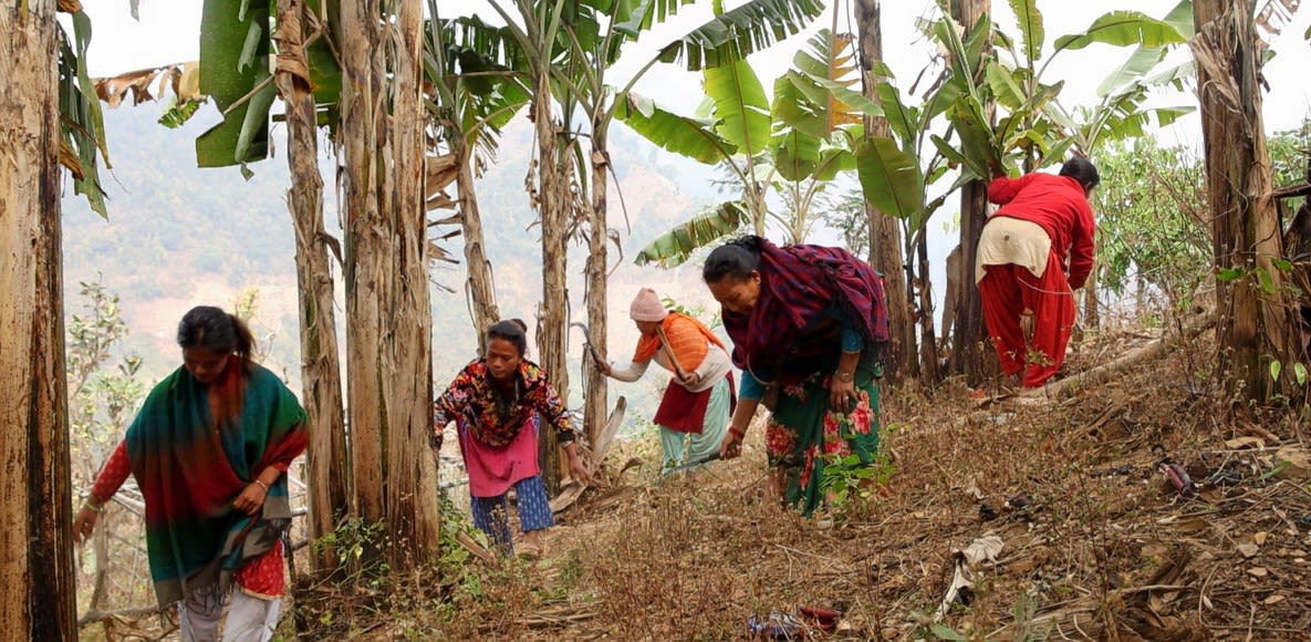 Women from the Khusiyali Farmer Group tend to their banana plants