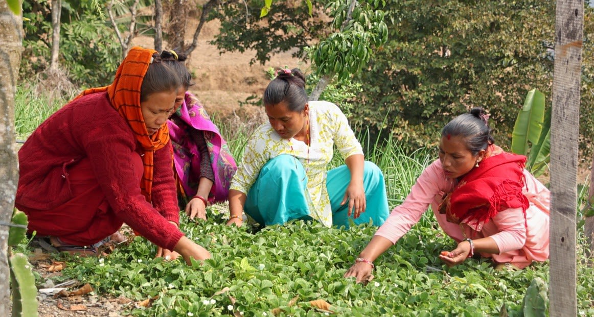 Women from the Didi Bahini Agriculture Farmer Group harvest strawberries to sell